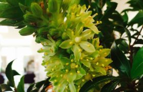 大西の今週のお花☆