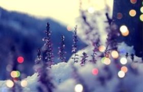 スタッフhair ~short~